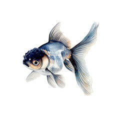 Fototapeta premium Watercolor illustration of black goldfish on white background