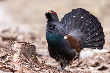 The male western capercaillie (Tetrao urogallus), in a forest in the Veneto region of Italy