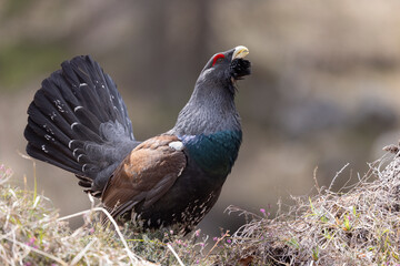 The male western capercaillie (Tetrao urogallus), in a forest in the Veneto region of Italy