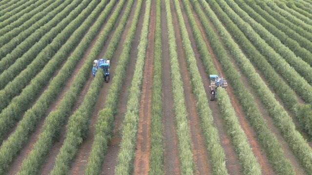 Wide angle aerial view of two super-intensive olive harvesters picking olives in parallel from an intensive olive tree plantation. Spain