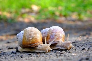 Closeup of two Helix pomatia on the road in forest.  Common names the Roman snail, Burgundy snail, edible snail or escargot. 