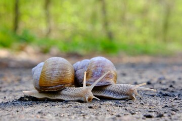 Closeup of two Helix pomatia on the road in forest.  Common names the Roman snail, Burgundy snail, edible snail or escargot. 