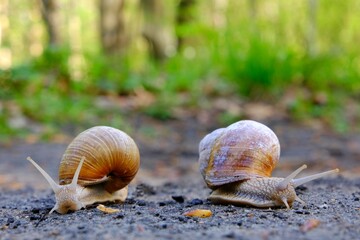 Closeup of two Helix pomatia on the road in forest.  Common names the Roman snail, Burgundy snail, edible snail or escargot. 