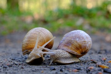 Closeup of two Helix pomatia on the road in forest.  Common names the Roman snail, Burgundy snail, edible snail or escargot. 
