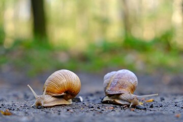 Closeup of two Helix pomatia on the road in forest.  Common names the Roman snail, Burgundy snail, edible snail or escargot. 