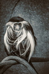 Small furry monkey posing on a tree branch at a local zoo.