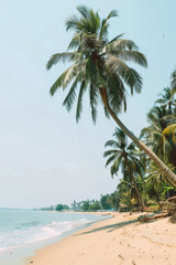 Obraz premium A palm tree is on a beach with a clear blue sky