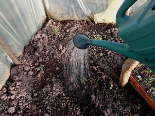 Watering green tomatoes with the help of a green watering can from which water pours in the form of jets of a greenhouse made of polyethylene film and a wooden frame. The topic of caring for and growi