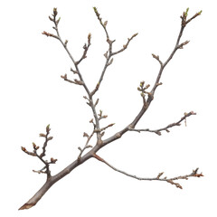 Branch isolated on a transparent background