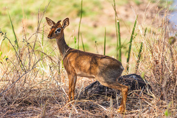 A lone female Kirks dik-dik in tarangire national park, Tanzania