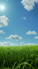Obraz premium Serene Green Meadow and Blue Sky with Radiant Sunlight