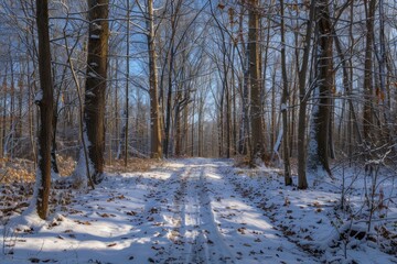 A snow covered path winds through a dense forest, creating a serene and tranquil winter scene