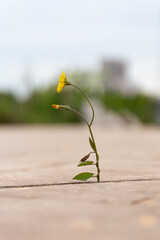 alone flower is growing from concrete floor