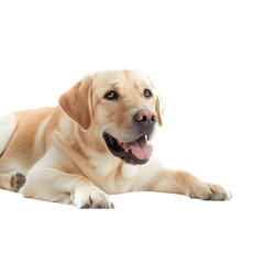 Labrador Retriever isolated on a transparent background