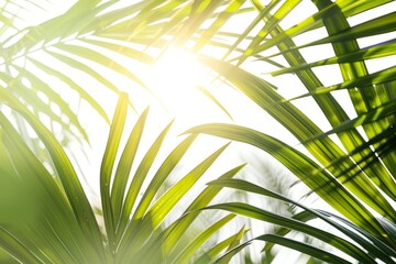 Sun shines through green palm tree leaves creating a vibrant pattern against a white background