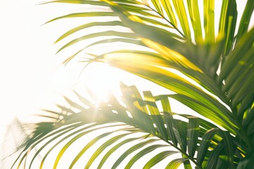 Sun beams through palm tree leaves, creating a stunning visual effect against a white background