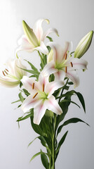 Fototapeta premium Elegant White Lilies: A Portrait of Grace and Beauty in Bloom