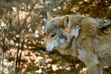 Beautiful portrait of a wolf of prey