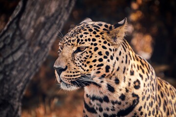 dramatic portrait of a leopard, brown background