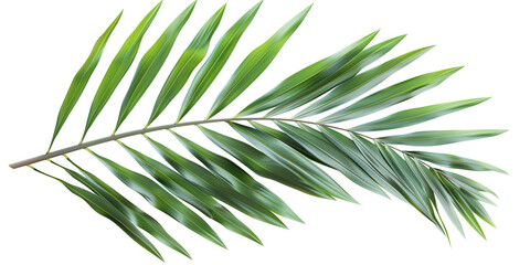 Peaceful Palm Leaves Against a Pure White Backdrop