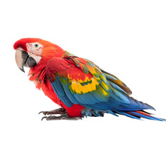 Fototapeta premium parrot isolated on a transparent background