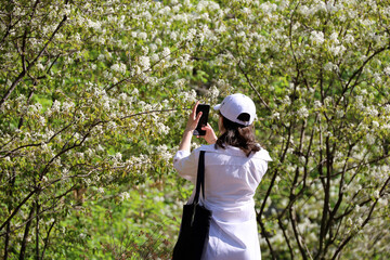 Girl photographs on smartphone camera cherry flowers in spring garden, rear view