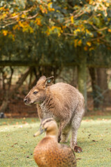 A curious wallaby with soft brown fur, standing in a lush New Zealand meadow