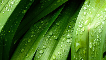 green leaf with drops of water