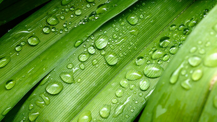 green leaf with drops of water