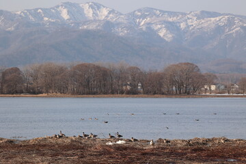 Naklejka premium 渡り鳥たちがほとりでくつろぐ4月上旬の宮島沼