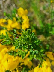 Ginster mit Marienkäfer