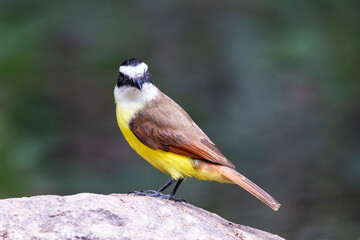 Side view of golden-bellied Flycatcher seen turning its head towards the camera while perched on rock, La Fortuna, Costa Rica