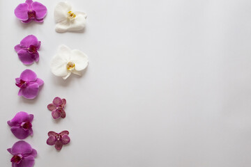 White and pink orchids flowers on a white background. Flower backdrop from orchid phalaenopsis buds...