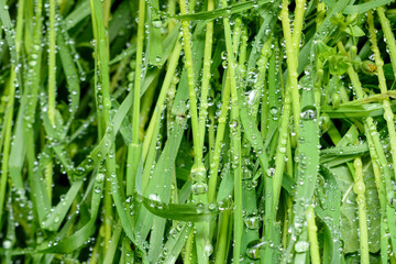 Fototapeta premium green leaf with drops of water