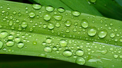 green leaf with drops of water