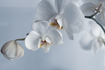White phalaenopsis orchid on light blurred background, close up. Orchids flowers for publication,...