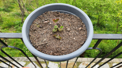 newly budding potted flower in plastic pot on iron railings