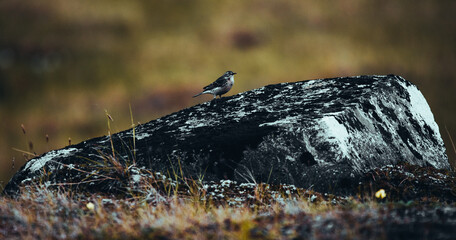 Nunavik’s Tranquil Wilderness: Bird on a Solitary Rock
