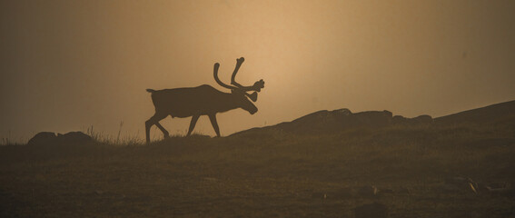 Reindeer Silhouettes Amidst Morning Fog in Nunavik