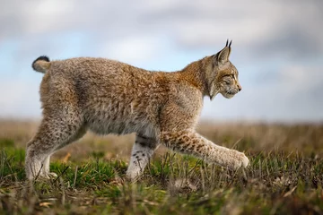 Fotobehang Lynx A lynx at the edge of the forest inspects the newly fallen snow.  © Martin