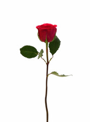 Fototapeta premium Red rose isolated on white background