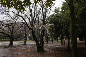 Some blooming sakura trees in the rain in the park.