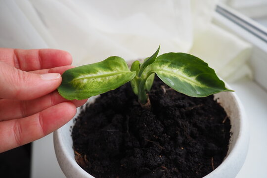 Dieffenbachia, dumb cane or leopard lily, genus of tropical flowering plants in the family Araceae. Ornamental plant, houseplant. A young plant transplanted into a flower pot. Hand of woman - florist