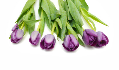 Fototapeta premium Colorful tulip flowers isolated on white