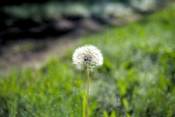 White head of dandelion on green meadow grass