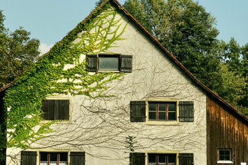 A house with ivy growing on it