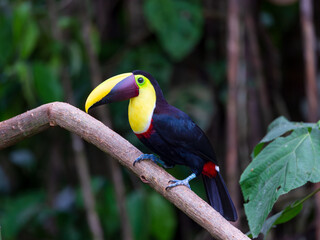Obraz premium Side view of yellow throated chestnut-mandibled toucan seen perched on tree branch with soft focus woody area in the background, La Fortuna, Costa Rica