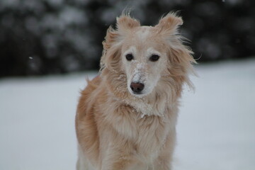 Magnifique chienne golden retriever très heureuse de jouer dans la neige