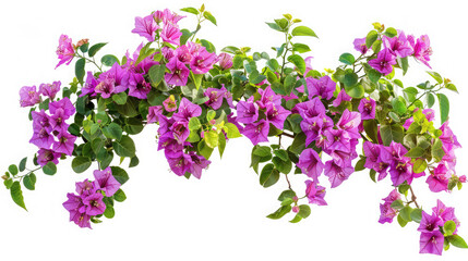 A bouquet of sweet pink Bougainvillea flower blossom with green leaves on white isolated background,Bougainvilleas isolated on white background, Paper flower , Save with Clipping path .

