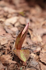 開花準備が進むカタクリ
